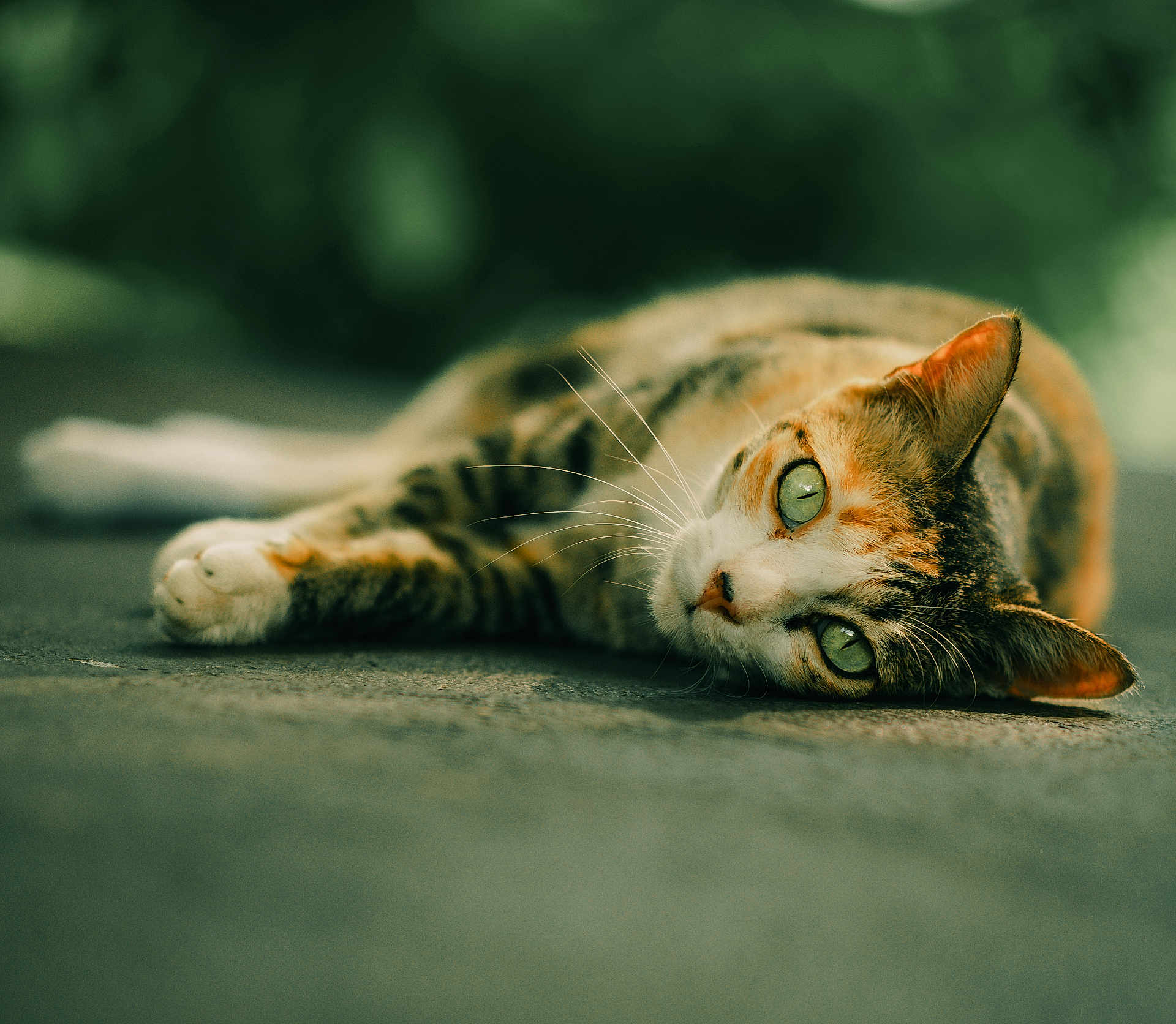 Kohsamui a rejoint le concours — aidez-le/la à gagner de superbes lots ! cat, tabby, green_eyes, lying_down, whiskers, close_up, outdoor, shallow_depth_of_field, relaxed, animal, feline, pet, nature, texture, portrait, soft_light, blurred_background, resting, calm, cute