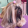 Shih Tzu participe au concours pour gagner de l'argent avec cette photo : animal, companion, cute, dog, fluffy, furry, groomed, grooming_table, indoor, long_hair, looking_away, pastel_colors, pet, pink, pom_pom, purple_mat, relaxed, shih_tzu, small_dog, tongue_out