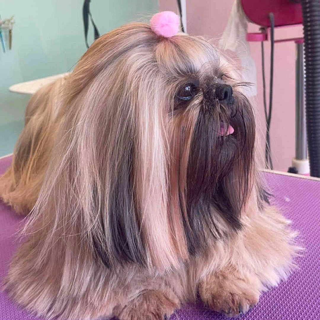 Shih Tzu