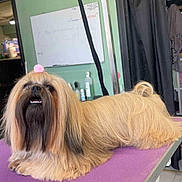 Shih Tzu a rejoint le concours — aidez-le/la à gagner de superbes lots ! animal, black_face, bottle, brown_coat, collar, cute, dog, furry, grooming_table, indoor, leash, long_hair, pet, pom_pom, purple_surface, relaxed, salon, table, well_groomed, whiteboard