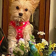Misha joined the competition — help win amazing prizes! dog, small_dog, pet, indoor, flower_pots, artificial_flowers, pink_vest, curious, ears_up, ears_flopped, table, wooden_cabinet, decor, adorable, fur, portrait, cute, animal, domestic_animal, looking_at_camera