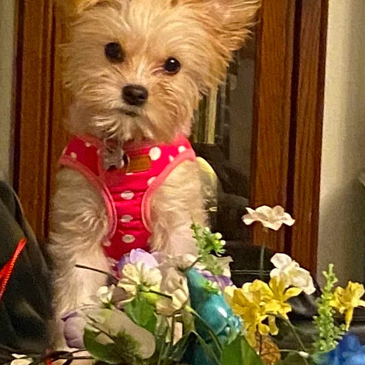 Misha joined the competition — help win amazing prizes! dog, small_dog, pet, indoor, flower_pots, artificial_flowers, pink_vest, curious, ears_up, ears_flopped, table, wooden_cabinet, decor, adorable, fur, portrait, cute, animal, domestic_animal, looking_at_camera