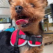 Peppa participe au concours pour gagner de l'argent avec cette photo : dog, small_dog, red_harness, tongue_out, indoor, tile_floor, pet, canine, fur, happy, close_up, animal, scruffy, ears, mouth_open, leash, retail_space, background, black_fur, brown_fur