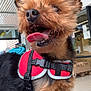 dog, small_dog, red_harness, tongue_out, indoor, tile_floor, pet, canine, fur, happy, close_up, animal, scruffy, ears, mouth_open, leash, retail_space, background, black_fur, brown_fur