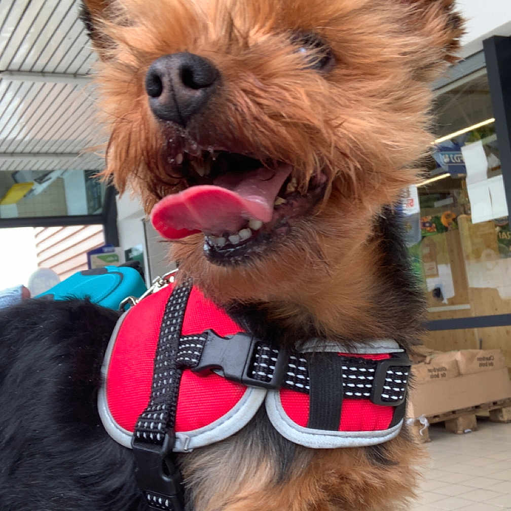 Peppa participe au concours pour gagner de l'argent avec cette photo : animal, background, black_fur, brown_fur, canine, close_up, dog, ears, fur, happy, indoor, leash, mouth_open, pet, red_harness, retail_space, scruffy, small_dog, tile_floor, tongue_out