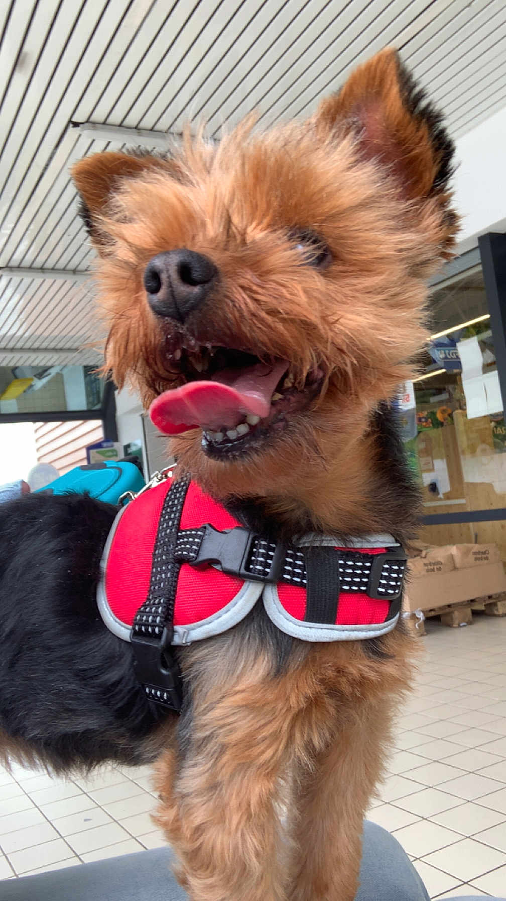 Peppa participe au concours pour gagner de l'argent avec cette photo : dog, small_dog, red_harness, tongue_out, indoor, tile_floor, pet, canine, fur, happy, close_up, animal, scruffy, ears, mouth_open, leash, retail_space, background, black_fur, brown_fur