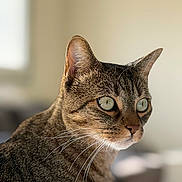 Ulys a rejoint le concours — aidez-le/la à gagner de superbes lots ! animal, attention, background_blur, cat, close_up, curious, cute, domestic_cat, ears, feline, fur, green_eyes, indoor, looking_away, mammal, pet, portrait, soft_light, tabby, whiskers