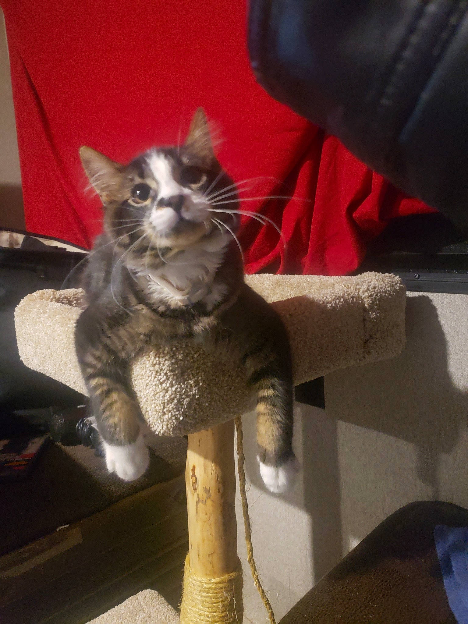 Menso joined the competition — help win amazing prizes! asian, carnivore, cat, chartreux, claw, domestic_short_haired_cat, european_shorthair, felidae, fur, german_rex, hand, kitten, nebelung, polydactyl_cat, russian_blue, small_to_medium_sized_cats, snout, tail, whiskers