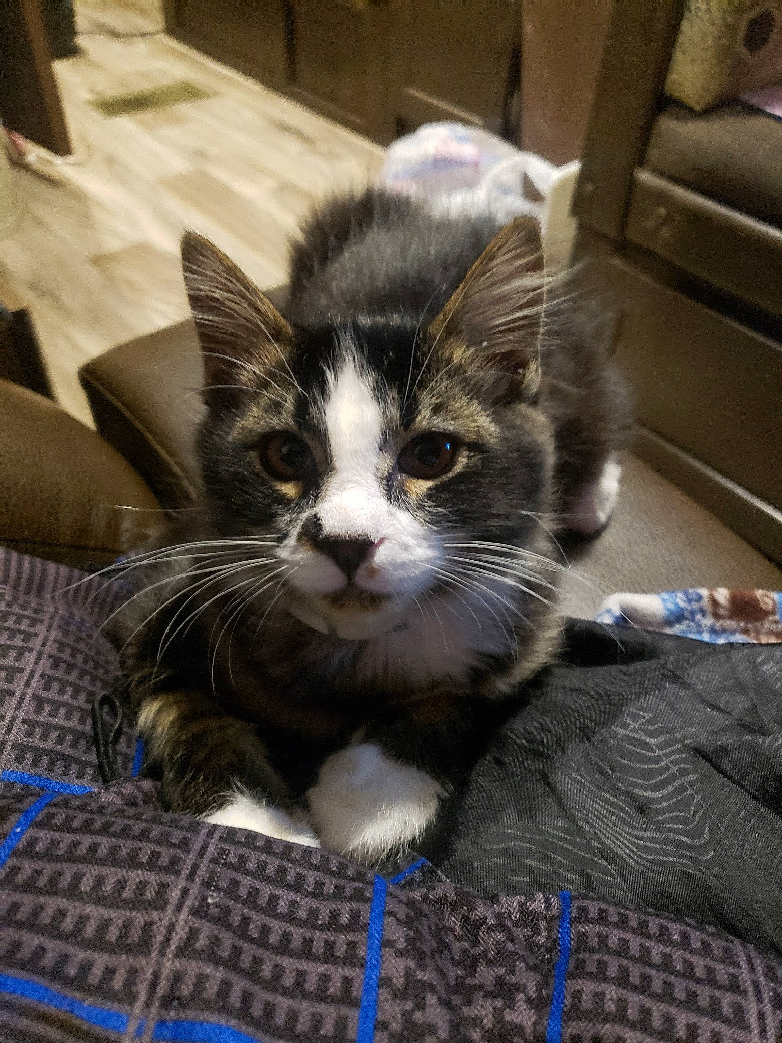 Menso is registered to the contest to win money with this photo: aegean_cat, american_shorthair, asian, carnivore, cat, domestic_short_haired_cat, european_shorthair, felidae, fur, kitten, mammal, norwegian_forest_cat, small_to_medium_sized_cats, tabby_cat, whiskers