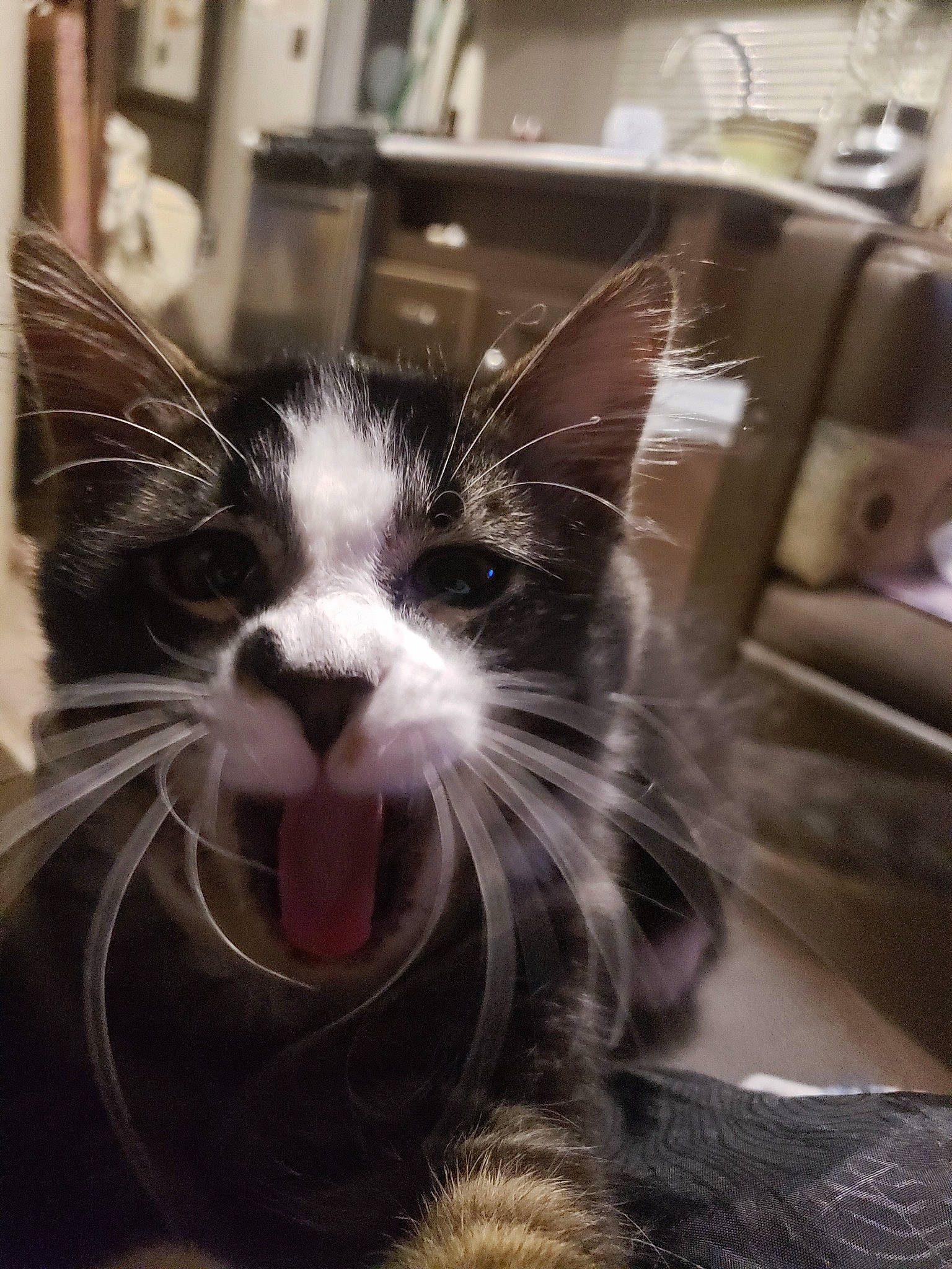 Menso joined the competition — help win amazing prizes! black_and_white, carnivore, cat, close_up, european_shorthair, eye, facial_expression, felidae, fur, kitten, nose, photo_caption, photography, sky, small_to_medium_sized_cats, smile, snapshot, snout, tabby_cat, whiskers