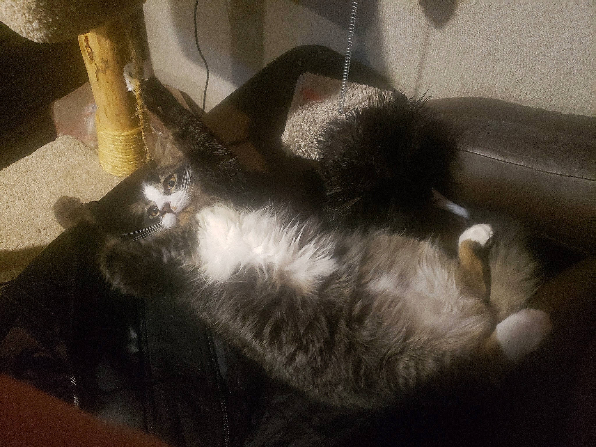 Menso joined the competition — help win amazing prizes! carnivore, cat, claw, ear, felidae, fur, paw, russian_blue, small_to_medium_sized_cats, snout, whiskers