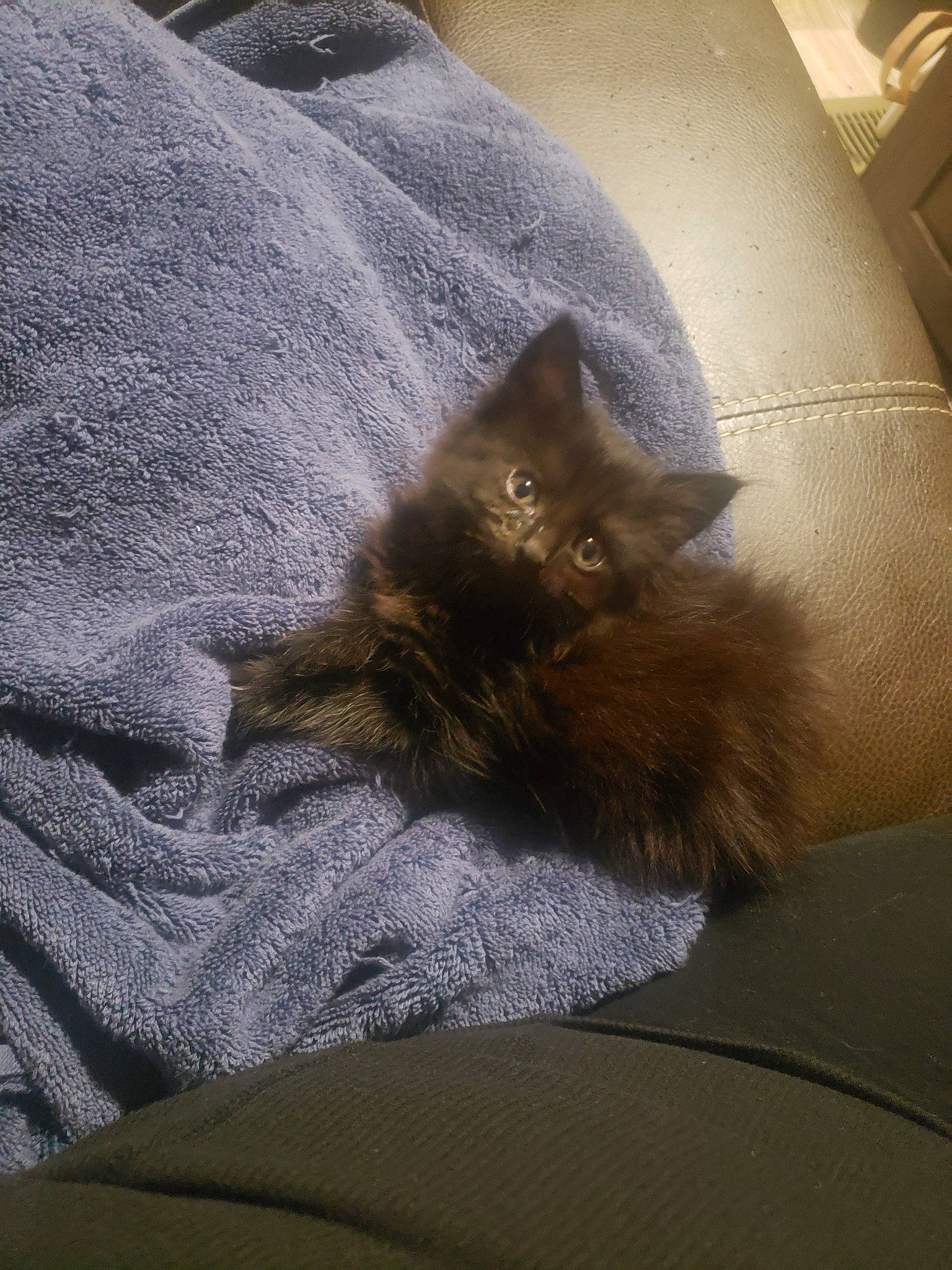 Elle is registered to the contest to win money with this photo: carnivore, cat, domestic_long_haired_cat, fawn, felidae, fur, furniture, kitten, nap, nebelung, small_to_medium_sized_cats, whiskers