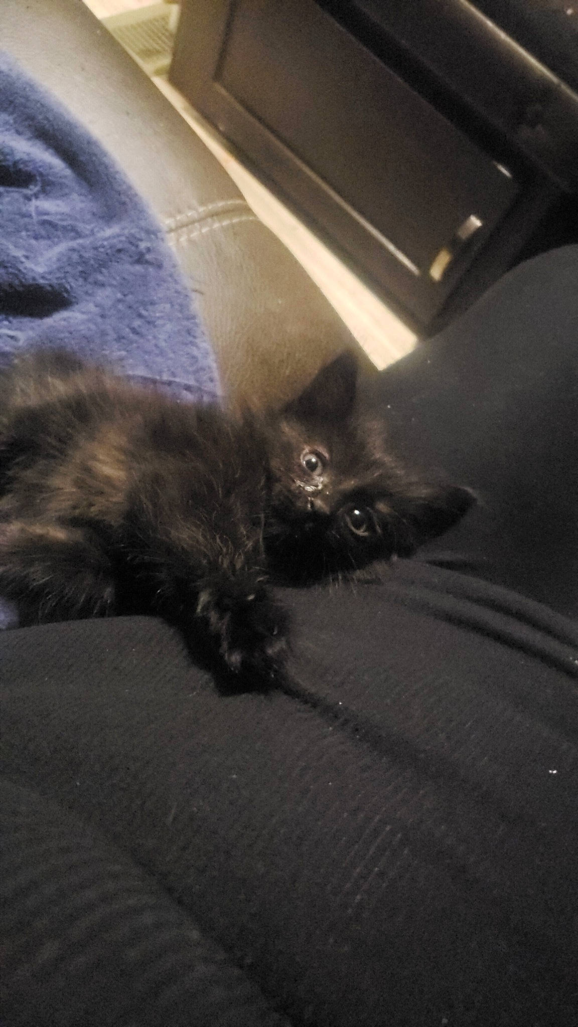 Elle is registered to the contest to win money with this photo: black_cat, carnivore, cat, domestic_long_haired_cat, domestic_short_haired_cat, felidae, fur, kitten, korat, nebelung, small_to_medium_sized_cats, snout, whiskers