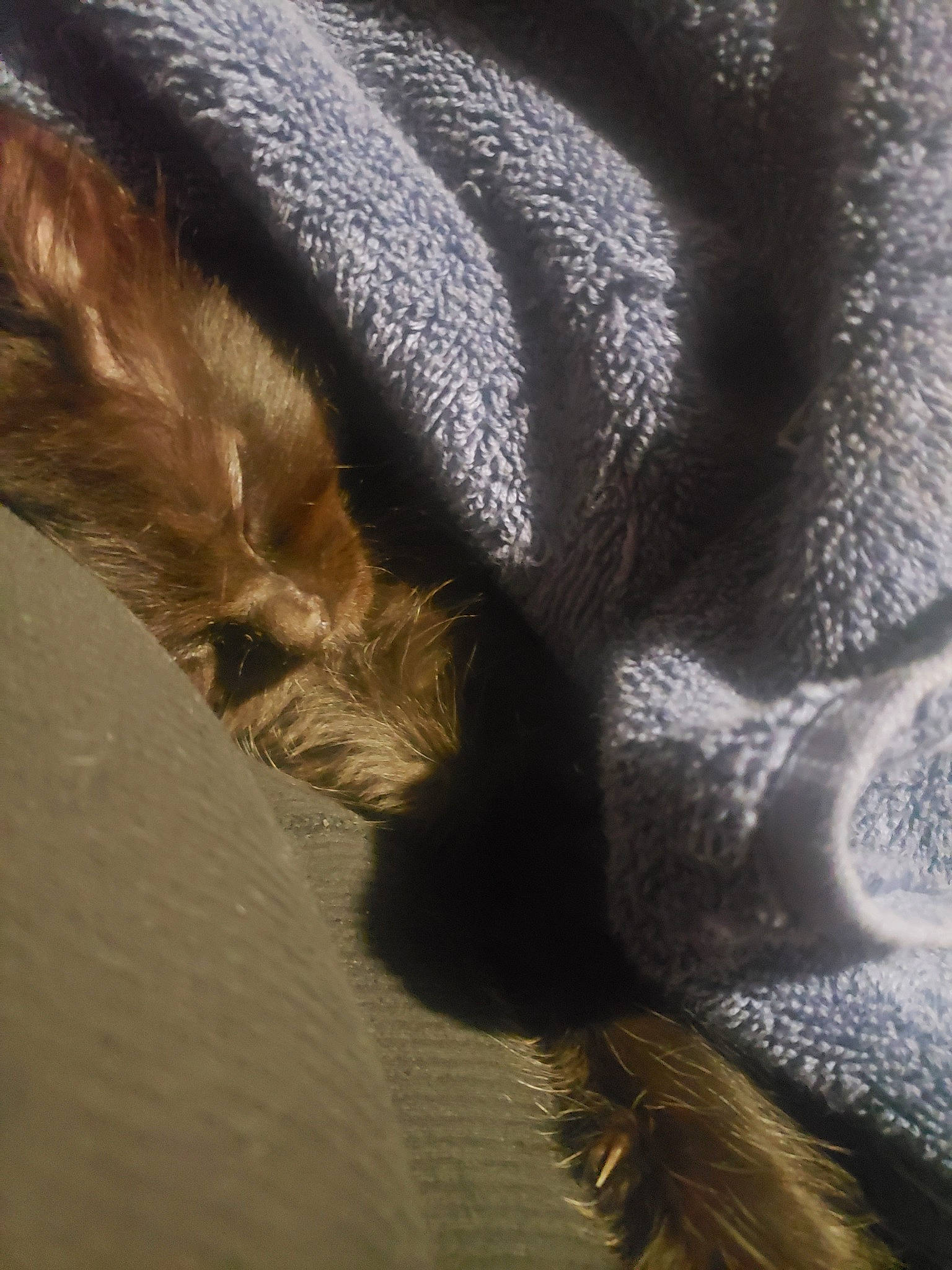 Elle is registered to the contest to win money with this photo: claw, close_up, ear, fawn, fur, tail