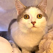 Oxane a rejoint le concours — aidez-le/la à gagner de superbes lots ! cat, animal, pet, white, gray, wide_eyes, fur, whiskers, cute, domestic_cat, close_up, indoor, soft, blanket, cozy, portrait, young_cat, curious, feline, mammal