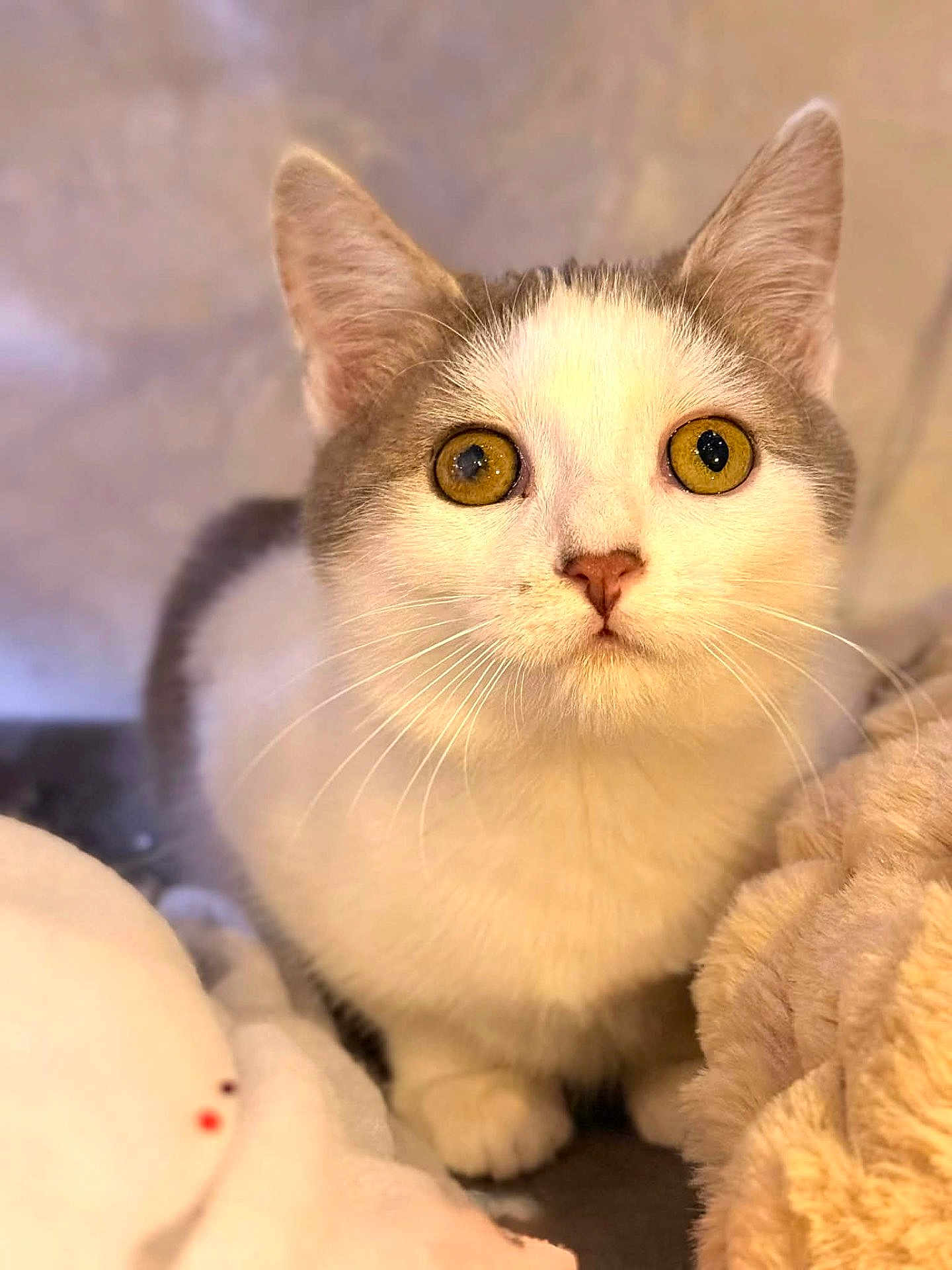 Oxane a rejoint le concours — aidez-le/la à gagner de superbes lots ! cat, animal, pet, white, gray, wide_eyes, fur, whiskers, cute, domestic_cat, close_up, indoor, soft, blanket, cozy, portrait, young_cat, curious, feline, mammal