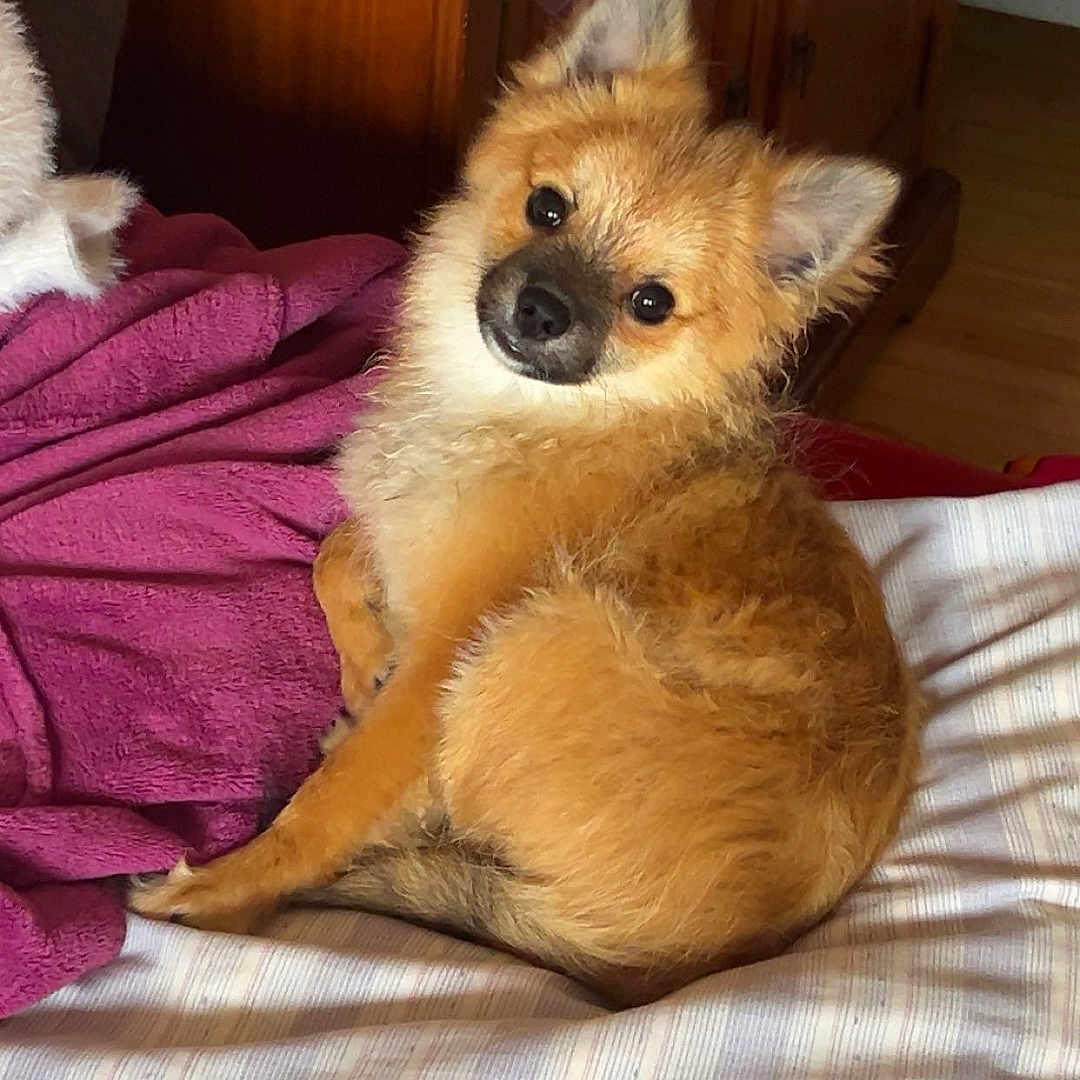 Aiko a rejoint le concours — aidez-le/la à gagner de superbes lots ! animal, bed, blanket, canine, curious, cute, dog, ears, face, fluffy, fur, home, indoor, pet, puppy, relaxed, resting, small_dog, striped_sheet, wooden_cabinet