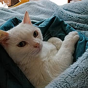 Secotine a rejoint le concours — aidez-le/la à gagner de superbes lots ! cat, white_cat, pet, animal, cozy, blanket, soft_texture, indoor, resting, cute, fur, whiskers, relaxed, home, comfort, closeup, portrait, feline, sleepy, warm