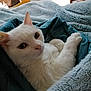 cat, white_cat, pet, animal, cozy, blanket, soft_texture, indoor, resting, cute, fur, whiskers, relaxed, home, comfort, closeup, portrait, feline, sleepy, warm