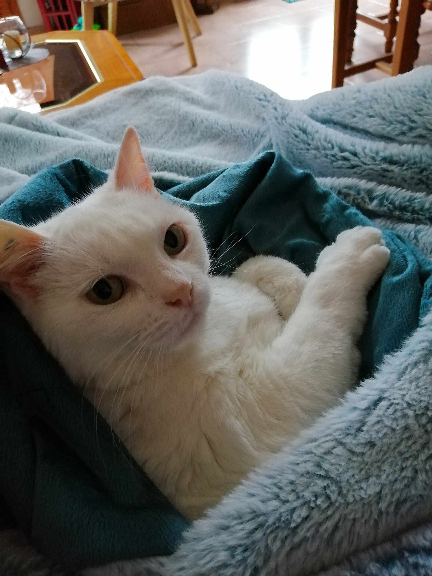 Secotine a rejoint le concours — aidez-le/la à gagner de superbes lots ! cat, white_cat, pet, animal, cozy, blanket, soft_texture, indoor, resting, cute, fur, whiskers, relaxed, home, comfort, closeup, portrait, feline, sleepy, warm