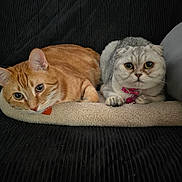 Bailey-Ann joined the competition — help win amazing prizes! cat, orange_tabby, scottish_fold, pet, animal, feline, lying_down, cozy, cute, collar, indoor, soft_texture, mat, closeup, portrait, two_animals, resting, domestic_animal, whiskers, ears