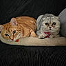 cat, orange_tabby, scottish_fold, pet, animal, feline, lying_down, cozy, cute, collar, indoor, soft_texture, mat, closeup, portrait, two_animals, resting, domestic_animal, whiskers, ears