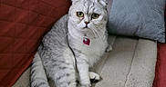 Bailey-Ann joined the competition — help win amazing prizes! cat, scottish_fold, pet_bed, cozy, green_eyes, folded_ears, collar, heart_shaped_tag, quilted_blanket, pillow, indoor, feline, sitting, fur, whiskers, curious, domestic, animal, cute, relaxed