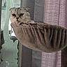 Bailey-Ann joined the competition — help win amazing prizes! cat, cat_bed, hammock, folded_ear, fluffy, indoor, curtain, mirror, wall, pet, resting, cozy, feline, animal, cute, soft, snug, relaxed, home, decor