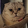 Bailey-Ann joined the competition — help win amazing prizes! cat, scottish_fold, closeup, portrait, pet, feline, ears, whiskers, fur, cozy, blanket, indoor, animal, mammal, cute, expression, face, eyes, resting, soft