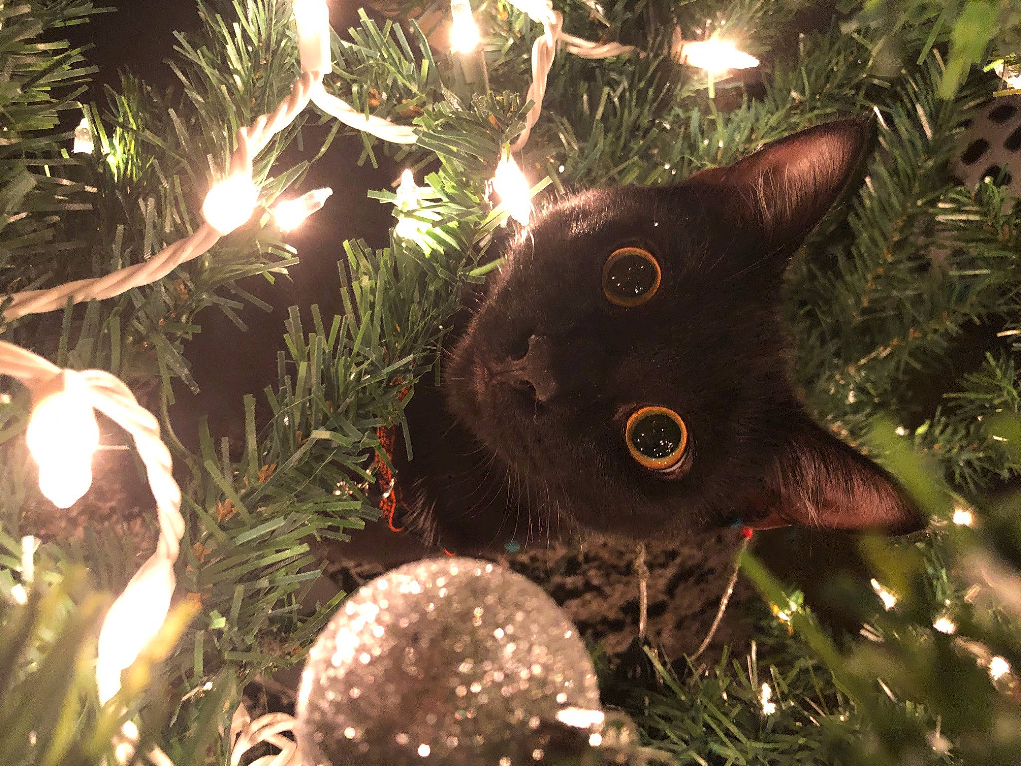 Cicilia joined the competition — help win amazing prizes! branch, cat, christmas, christmas_decoration, christmas_ornament, christmas_tree, event, evergreen, felidae, grass, holiday, holiday_ornament, leaf, light, lighting, ornament, plant, terrestrial_plant, twig, whiskers