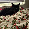 Spooky is registered to the contest to win money with this photo: black_cat, cat, feline, pet, animal, golden_eyes, tongue, lying_down, relaxed, bed, blanket, floral_pattern, berry_pattern, bedroom, window, window_blinds, sunlight, indoor, cozy, portrait