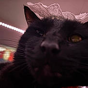 Spooky joined the competition — help win amazing prizes! cat, black_cat, furry, animal, pet, close_up, portrait, golden_eye, whiskers, ears, nose, face, dramatic_lighting, indoor, home, paper, hat, pink_lighting, blurred_background, funny
