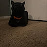 Spooky joined the competition — help win amazing prizes! black_cat, cat, pet, animal, feline, sitting, loaf_position, orange_collar, bell, eyes, whiskers, ears, indoor, carpet, floor, wall, door, shadow, portrait, low_light