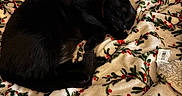 Spooky joined the competition — help win amazing prizes! black_cat, cat, sleeping, curled_up, pet, animal, bed, blanket, holiday, christmas, holly_pattern, red_berries, green_leaves, black_fur, indoor, bedroom, cozy, nap, plush_toy, relaxed