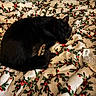 black_cat, cat, sleeping, curled_up, pet, animal, bed, blanket, holiday, christmas, holly_pattern, red_berries, green_leaves, black_fur, indoor, bedroom, cozy, nap, plush_toy, relaxed