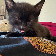 Luna joined the competition — help win amazing prizes! kitten, cat, black_cat, animal, pet, sleeping, tongue_out, cute, close_up, portrait, whiskers, ears, fur, blanket, plush_toy, bedroom, indoors, cozy, relaxed, playful