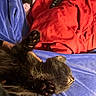 Luna joined the competition — help win amazing prizes! cat, black_cat, pet, animal, furry, paws, paw_pads, sleeping, relaxed, upside_down, lounging, indoor, blanket, red_blanket, blue_blanket, cozy, remote_control, close_up, whiskers, playful