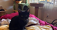 Luna is registered to the contest to win money with this photo: cat, kitten, black_cat, pet, animal, sitting, bed, blankets, bedroom, cat_tree, window, sunlight, indoors, home, furniture, cozy, portrait, fluffy, dark_fur, playful