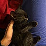 Luna is registered to the contest to win money with this photo: kitten, cat, black_cat, sleeping, animal, pet, fur, whiskers, paws, ears, closed_eyes, being_held, human_hand, blue_clothing, red_fabric, indoor, cozy, cuddling, portrait, close_up