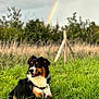 Kaïkō a rejoint le concours — aidez-le/la à gagner de superbes lots ! dog, grass, outdoor, rainbow, sky, cloudy, nature, animal, canine, happy, pet, fur, field, green, leash, collar, portrait, scenic, trees, fencepost