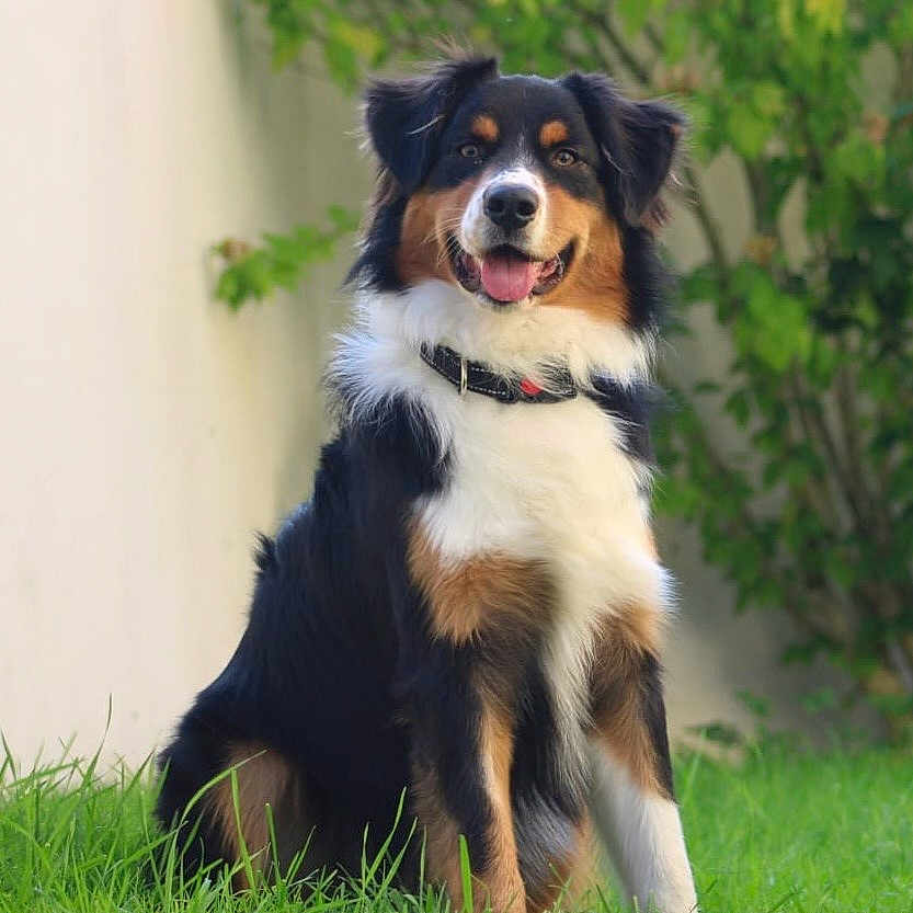 Kaïkō a rejoint le concours — aidez-le/la à gagner de superbes lots ! animal, canine, collar, dog, domestic, friendly, fur, garden, grass, greenery, happy, nature, outdoor, pet, playful, portrait, sitting, smiling, tricolor, young_dog