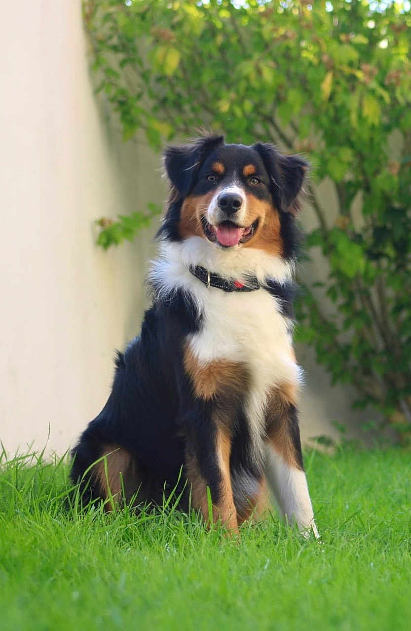 Kaïkō a rejoint le concours — aidez-le/la à gagner de superbes lots ! dog, tricolor, sitting, grass, outdoor, pet, canine, happy, smiling, fur, collar, nature, greenery, garden, animal, portrait, friendly, playful, young_dog, domestic