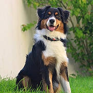 Kaïkō is registered to the contest to win money with this photo: animal, canine, collar, dog, domestic, friendly, fur, garden, grass, greenery, happy, nature, outdoor, pet, playful, portrait, sitting, smiling, tricolor, young_dog