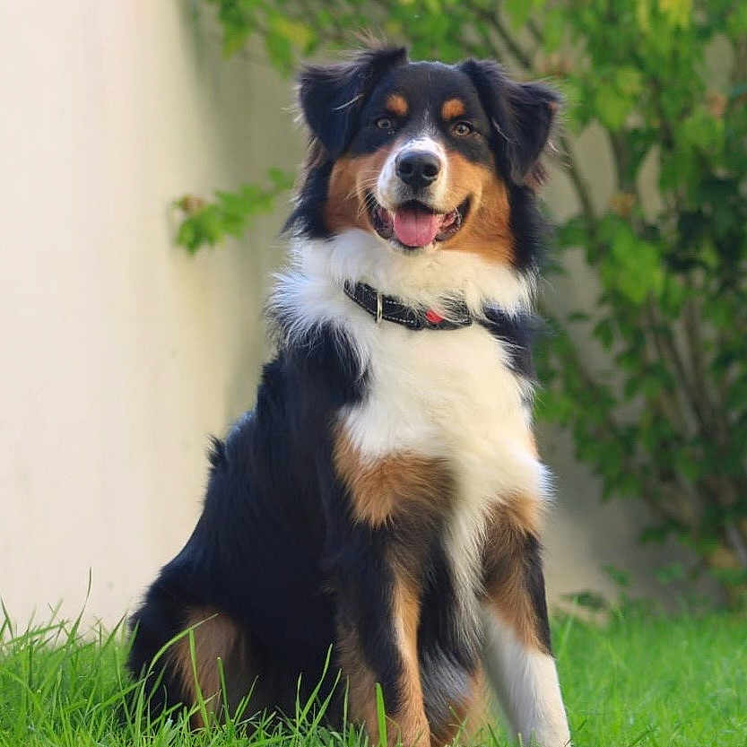 Kaïkō is registered to the contest to win money with this photo: animal, canine, collar, dog, domestic, friendly, fur, garden, grass, greenery, happy, nature, outdoor, pet, playful, portrait, sitting, smiling, tricolor, young_dog