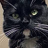 Grigri a rejoint le concours — aidez-le/la à gagner de superbes lots ! cat, tuxedo_cat, black_fur, white_fur, green_eyes, whiskers, collar, tags, pet, animal, portrait, close_up, indoors, beige_background, sitting, alert, serious_expression, facial_markings, long_whiskers, photography