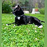 Grigri participe au concours pour gagner de l'argent avec cette photo : cat, black_cat, white_paws, animal, pet, outdoor, garden, grass, clover, flowers, greenery, lying_down, profile, collar, whiskers, pointed_ears, feline, nature, portrait, social_media