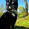 cat, black_and_white, tuxedo_cat, collar, outdoor, park, grass, tree, blue_sky, sunlight, sitting, portrait, pet, feline, whiskers, greenery, nature, lawn, alert, location_label