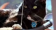 Grigri participe au concours pour gagner de l'argent avec cette photo : cat, black_cat, pet, animal, feline, whiskers, green_eyes, tongue_out, paw, collar, medallion, hammock, lounging, indoor, window, sunlight, close_up, portrait, bokeh, playful