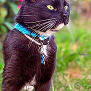 Grigri participe au concours pour gagner de l'argent avec cette photo : cat, black_cat, white_chest, pet, collar, blue_collar, tag, paw_tag, yellow_eyes, whiskers, pointed_ears, sitting, standing, outdoors, garden, grass, foliage, portrait, instagram_story, heart_emoji