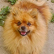 Paco a rejoint le concours — aidez-le/la à gagner de superbes lots ! dog, pomeranian, fluffy, smiling, pet, animal, cute, fur, outdoor, concrete, greenery, happy, small_dog, face, canine, tongue, eyes, ears, paws, nature